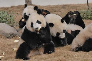 吃瓜熊猫人视频素材下载,萌态十足，带你领略国宝的趣味生活