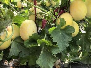 界首观止吃瓜视频,揭秘吃瓜视频背后的趣味与真相