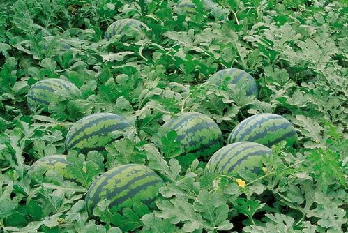 巩留女神吃瓜视频大全,揭秘网络红人幕后趣事