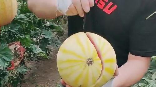 小伙吃蜜瓜视频,小伙挑战大块头，甜蜜滋味尽收眼底