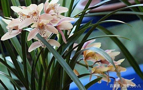 兰花吃瓜视频完整版,揭秘视频背后的趣味与温情