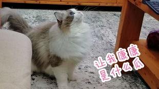 猫咪吃板栗瓜视频播放,视频播放量爆表！