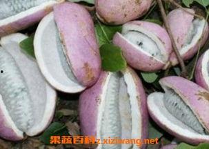 厦门吃八月瓜视频,视频带你领略独特风味