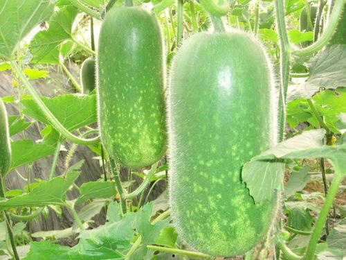 吃瓜打胶视频大全,视频大全带你轻松入门