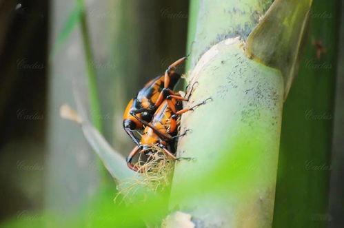 两只吃瓜虫子视频大全,趣味视频大盘点