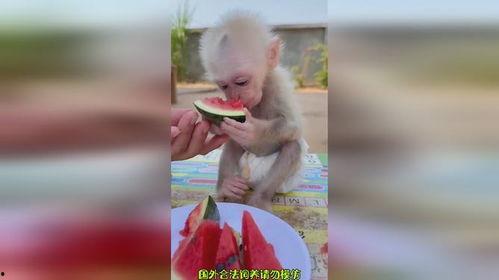 搞笑视频吃瓜像猴子,吃瓜群众化身“猴王”，瓜田笑果连连