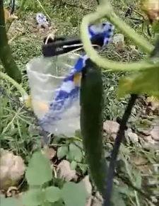 礼县网红吃瓜事件视频,一场网络狂欢背后的真相揭秘