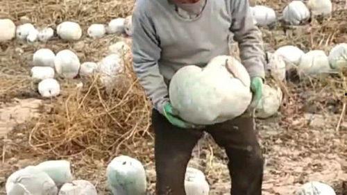 老井瓜怎么吃最好吃视频,视频揭秘最佳食用方法